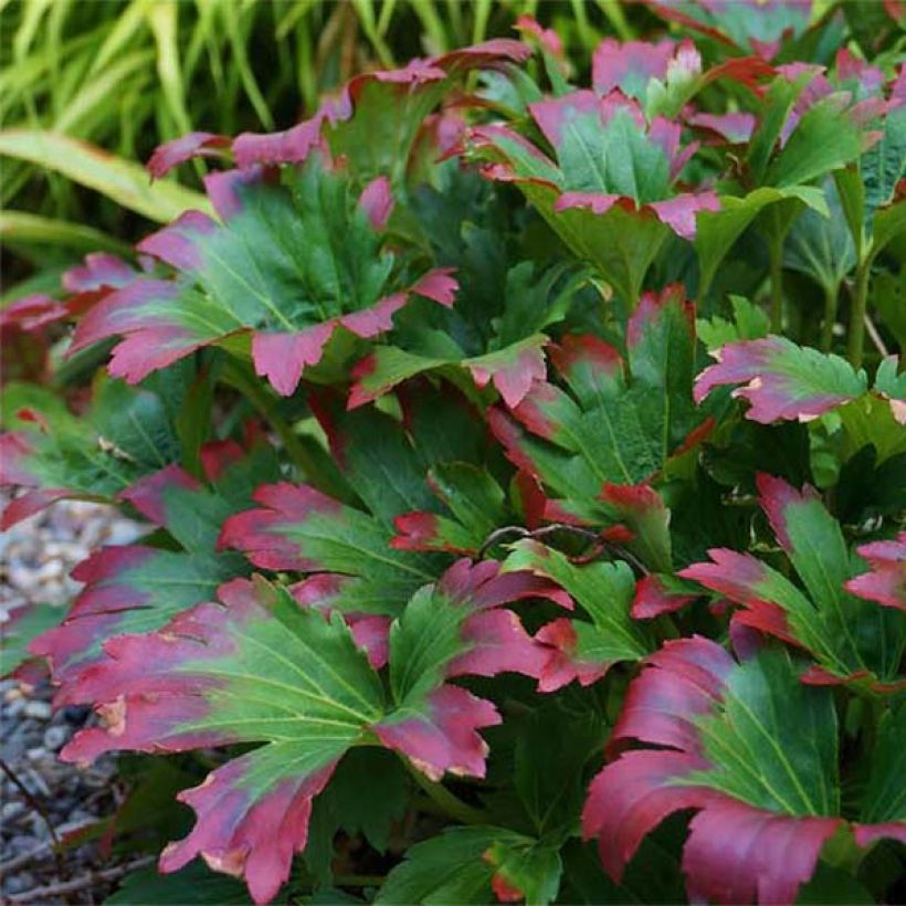 Mukdenia rossii Crimson Fans (Fogliame)