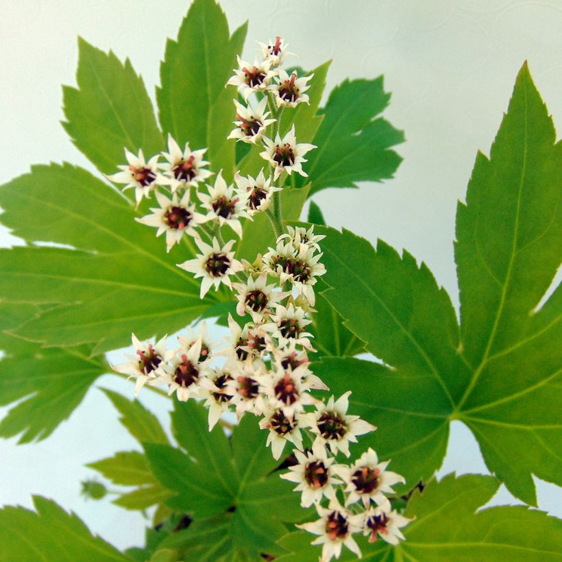 Mukdenia rossii Crimson Fans (Fioritura)