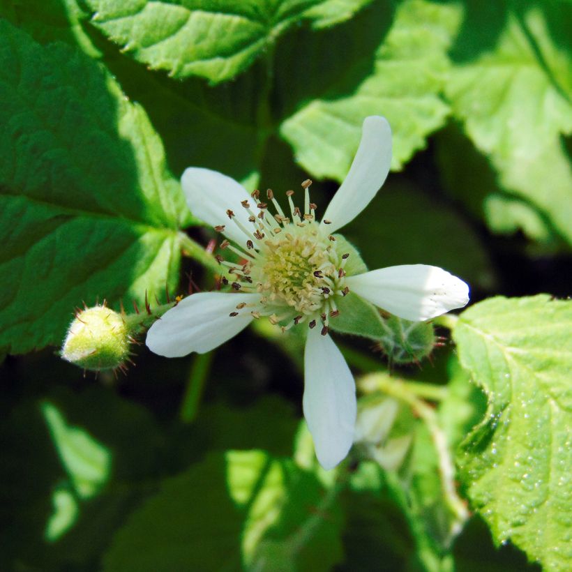 Mora ibrida Buckingham Tayberry (Fioritura)