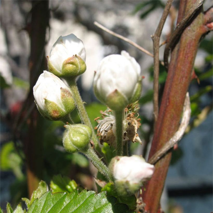 Rubus x loganobaccus Loganberry - Loganberry (Fioritura)