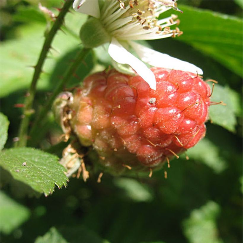 Rubus x loganobaccus Loganberry - Loganberry (Raccolta)