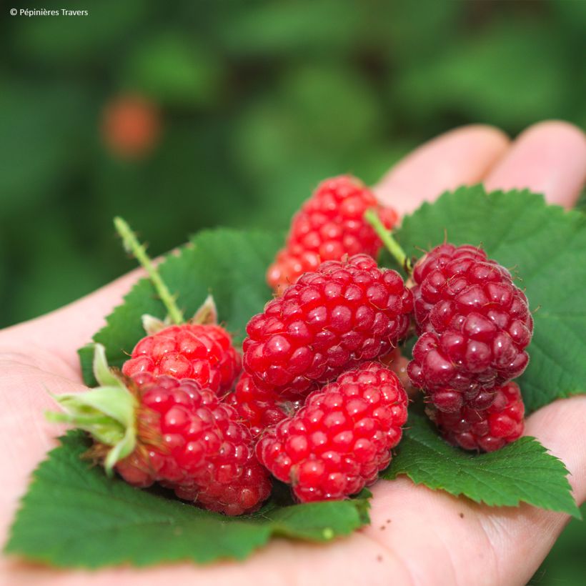 Mora ibrida tayberry Bounty Berry 'Yantay' (Raccolta)