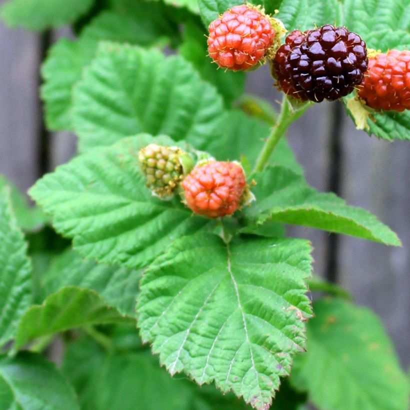 Rubus ursinus x idaeus Boysenberry - Boysenberry (Fogliame)