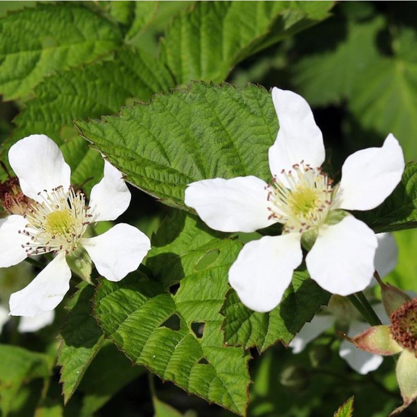 Rubus ursinus x idaeus Boysenberry - Boysenberry (Fioritura)