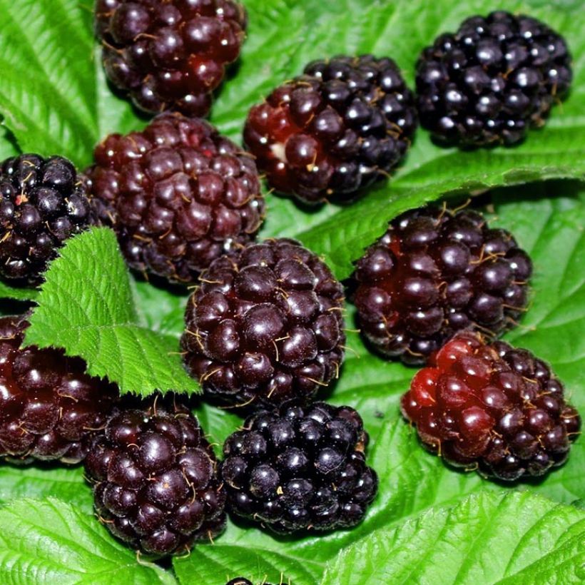 Rubus ursinus x idaeus Boysenberry - Boysenberry (Raccolta)