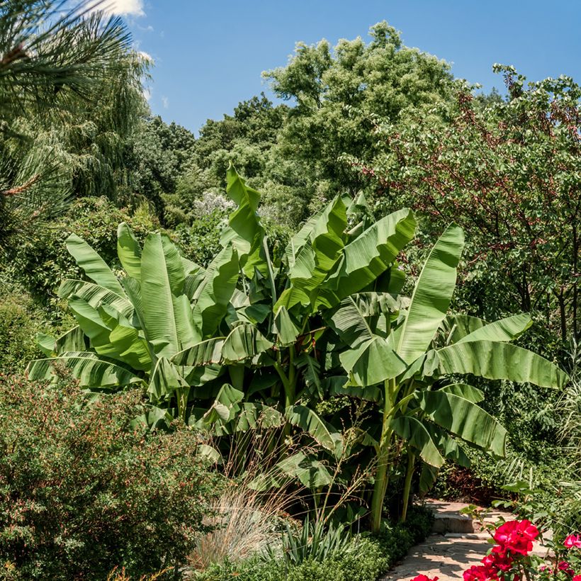 Musa Dajiao - Banana plátano (Porto)