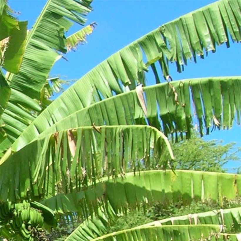 Musa Mekong Giant (Fogliame)