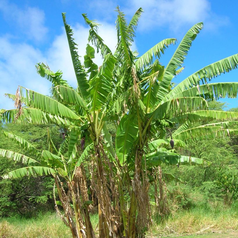 Musa Mekong Giant (Porto)