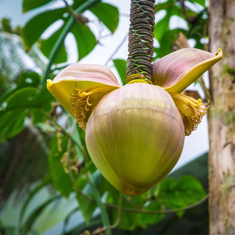 Musa basjoo Tchetchenia - Banano giapponese (Fioritura)