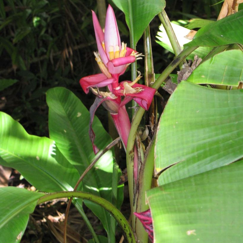 Musa velutina - Banano rosa (Porto)