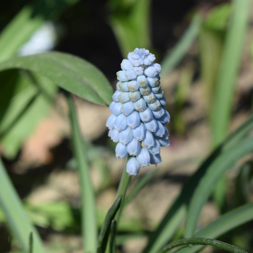 Muscari neglectum Baby's Breath - Muscari ignorato (Fioritura)