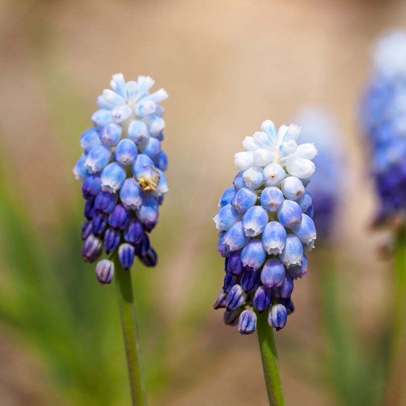 Muscari aucheri Mount Hood (Fioritura)