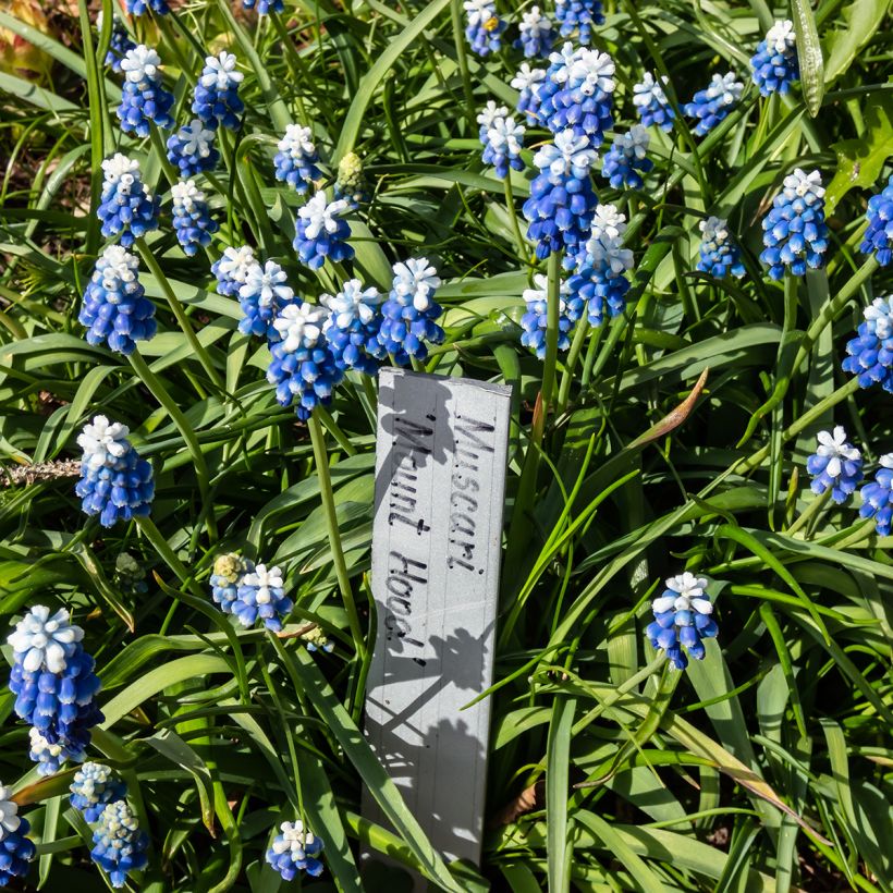 Muscari aucheri Mount Hood (Porto)