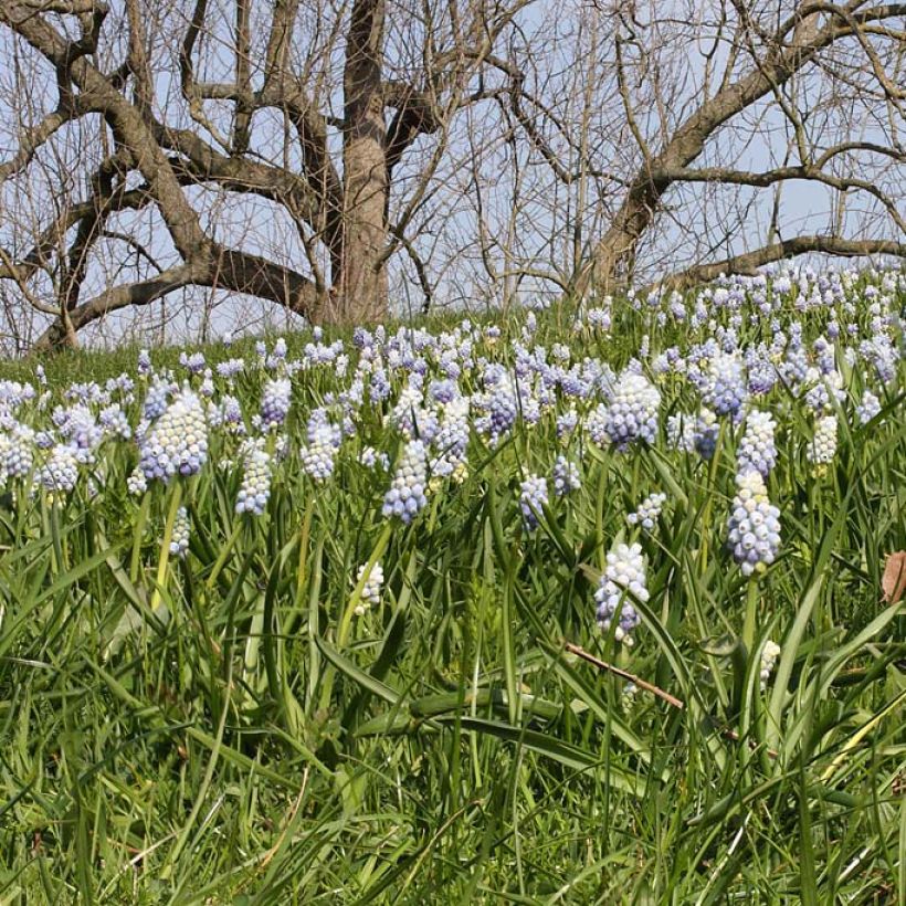 Muscari armeniacum Peppermint (Fioritura)