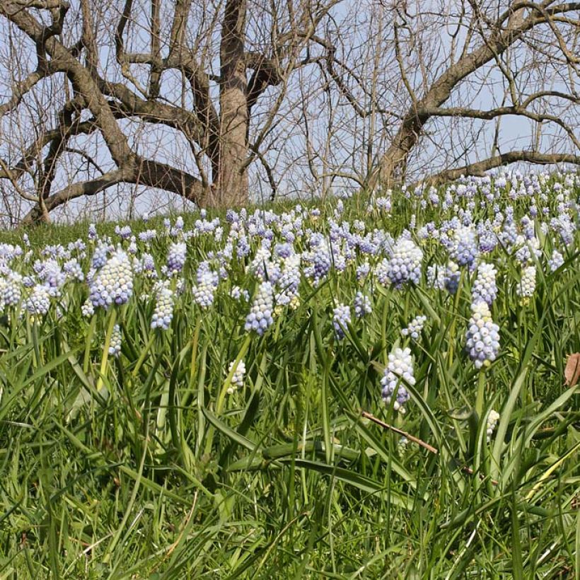 Muscari armeniacum Peppermint (Porto)