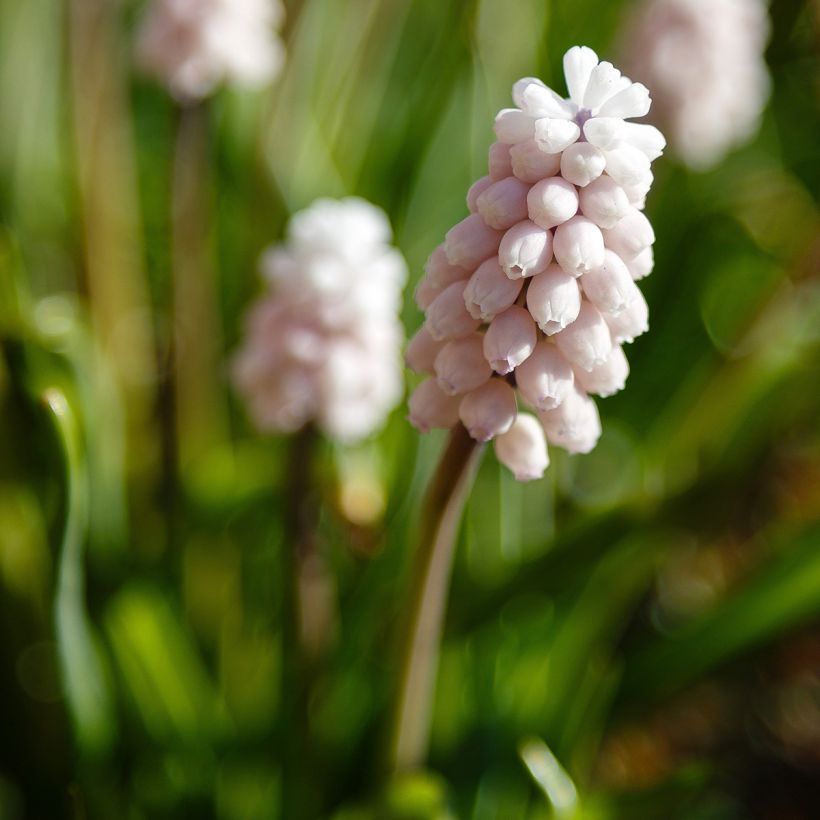 Muscari Pink Sunrise (Fioritura)