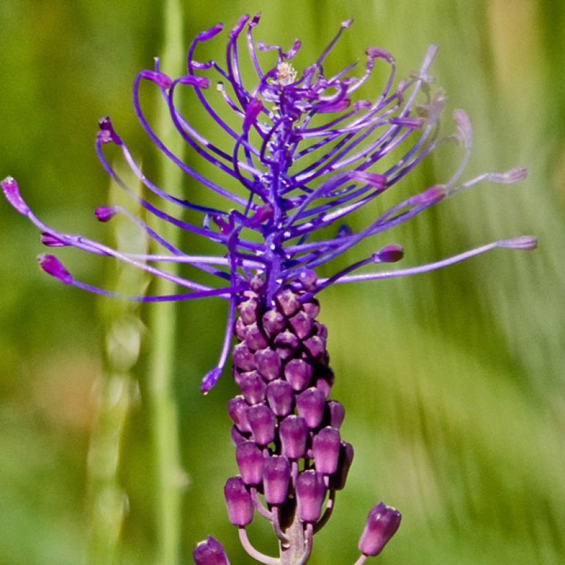 Muscari comosum - Cipollaccio (Fioritura)