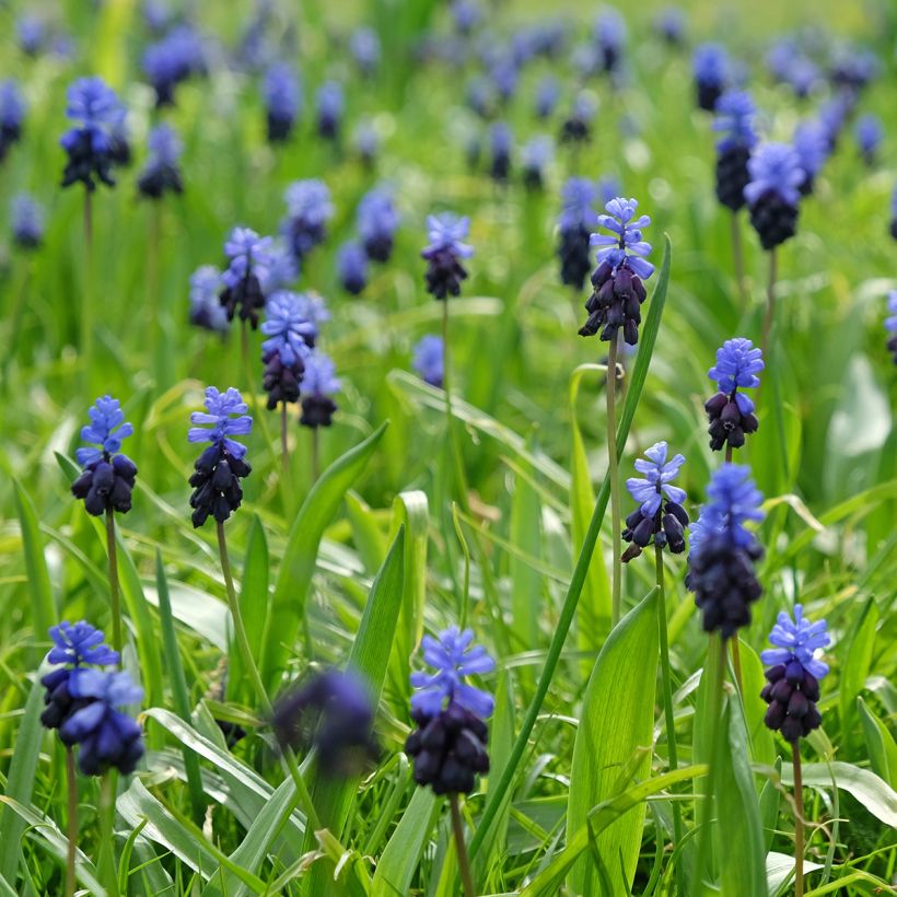 Muscari latifolium (Porto)