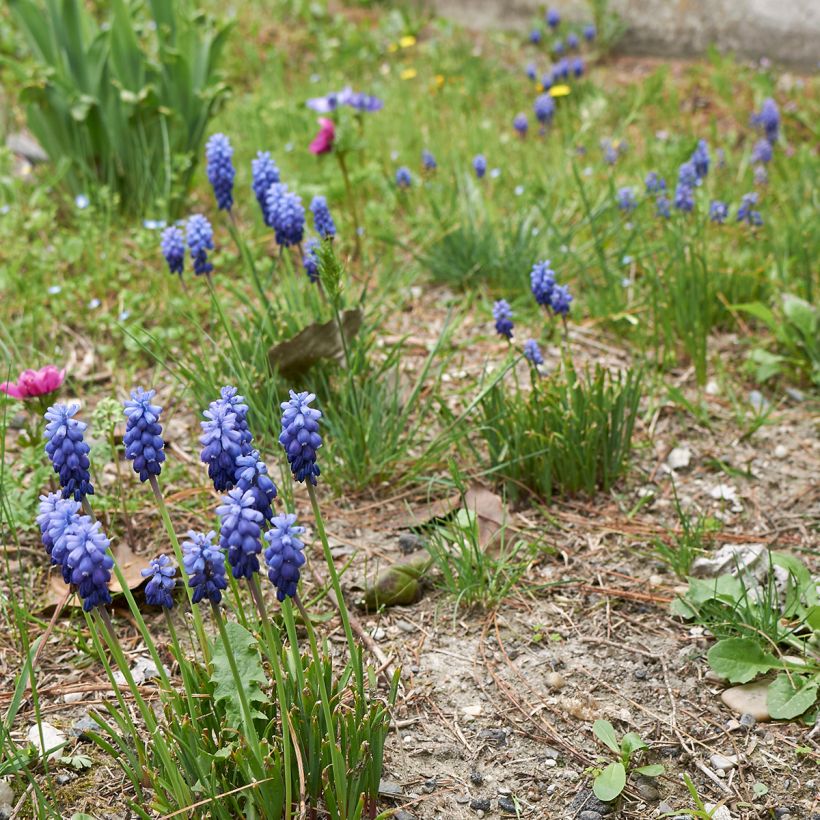 Muscari neglectum (Porto)