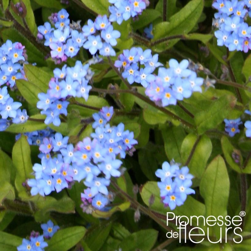 Myosotis sylvatica Savoie Blue (Fogliame)