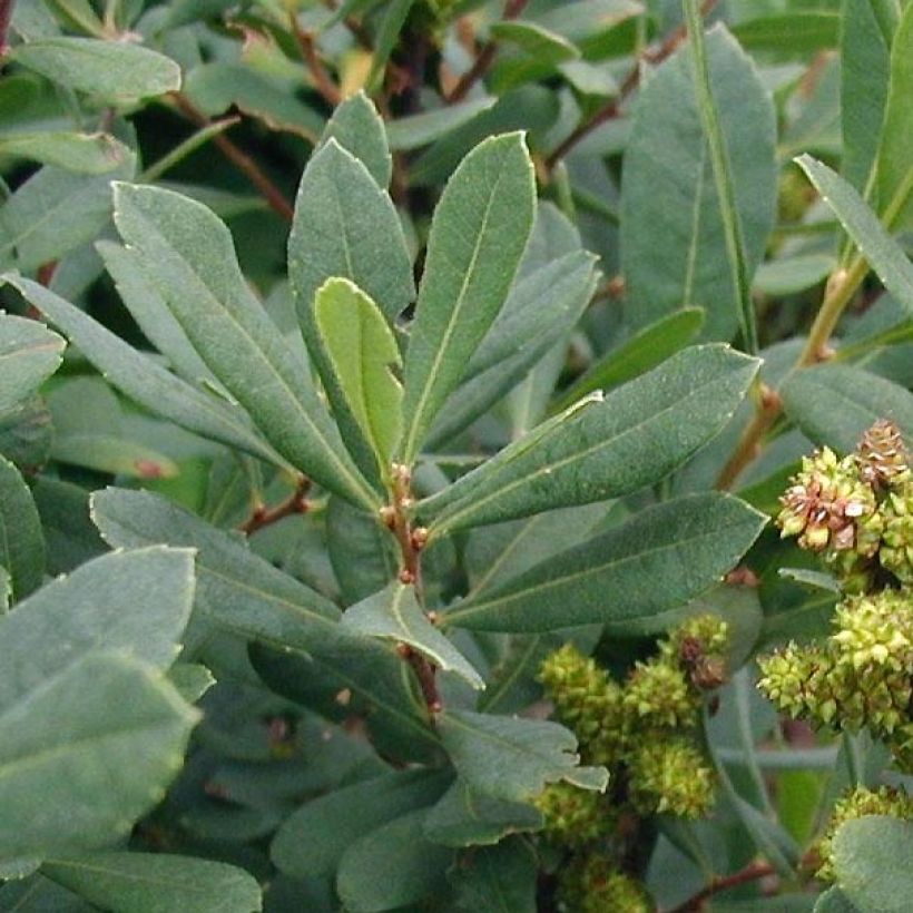 Myrica gale - Mirto di palude (Fogliame)