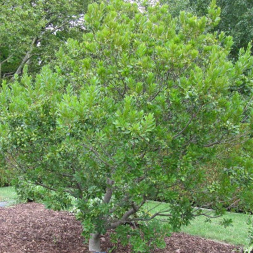 Myrica pensylvanica (Porto)