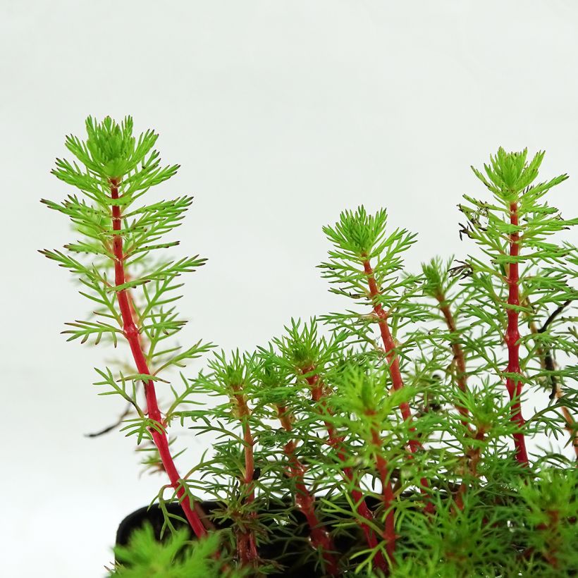 Myriophyllum brasiliense - Millefoglio d'acqua brasiliano (Fogliame)