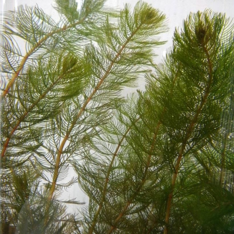 Myriophyllum spicatum - Millefoglio d'acqua comune (Fogliame)