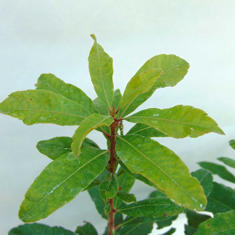 Myrica pensylvanica (Fogliame)