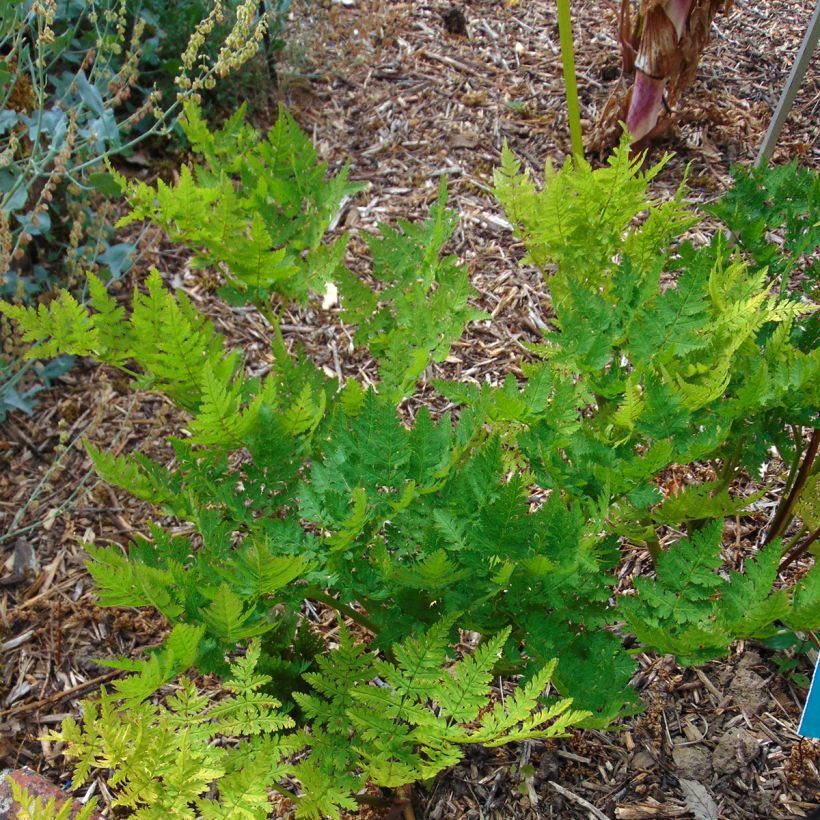 Myrrhis odorata - Finocchiella (Porto)