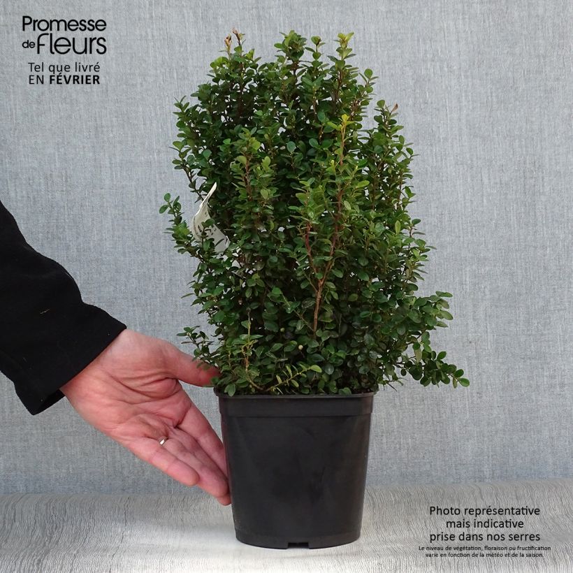 Myrsine africana - Buis africain Pot de 2L/3L esemplare consegnato in inverno