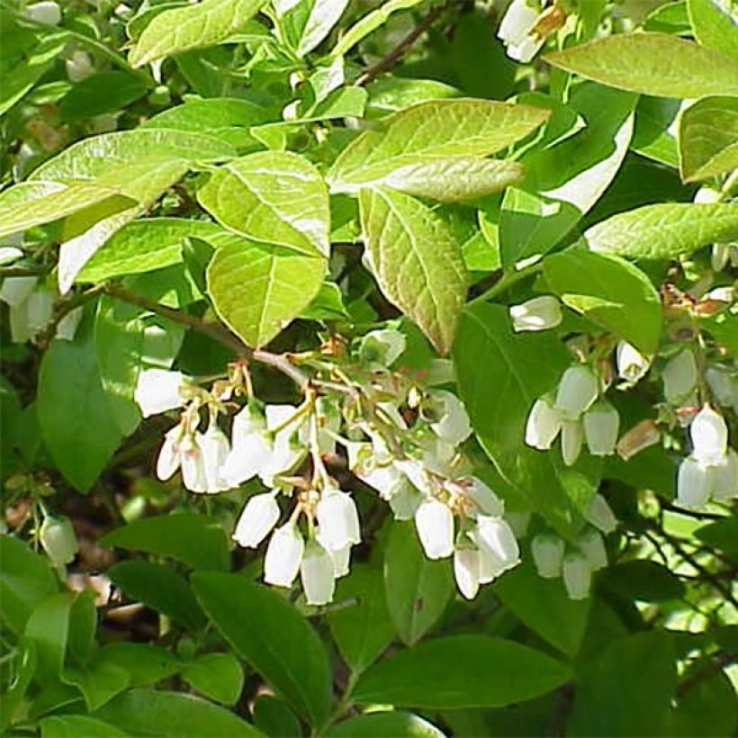 Mirtillo gigante americano - Brigitta Blue (Fioritura)