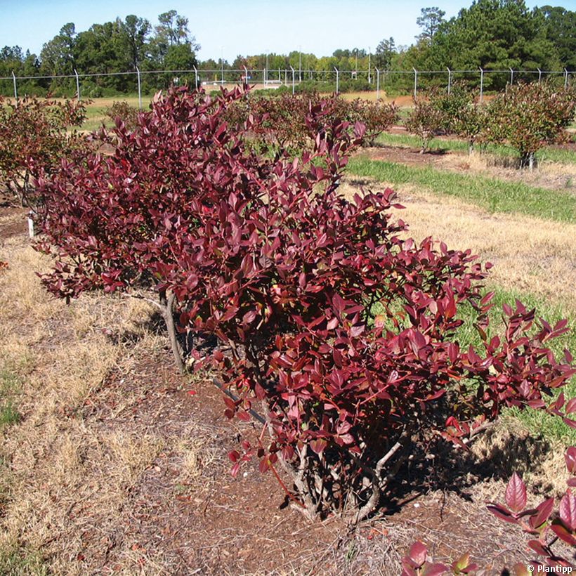 Mirtillo gigante americano - Cabernet Splash 'VacBri1' (Porto)