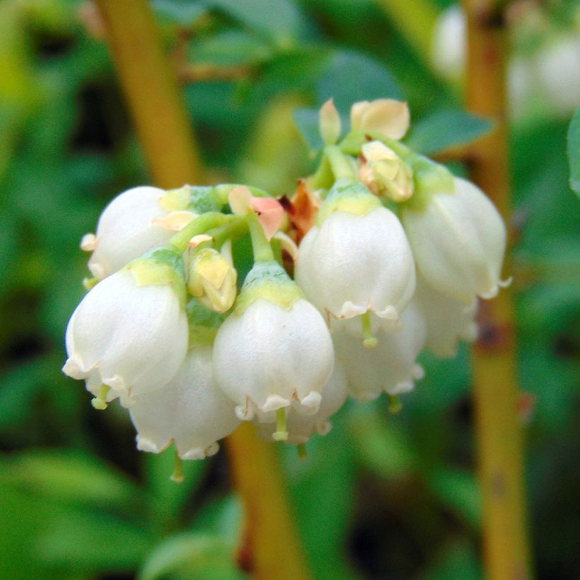 Vaccinium x ashei Pink Lemonade Bio - Mirtillo rosa (Fioritura)