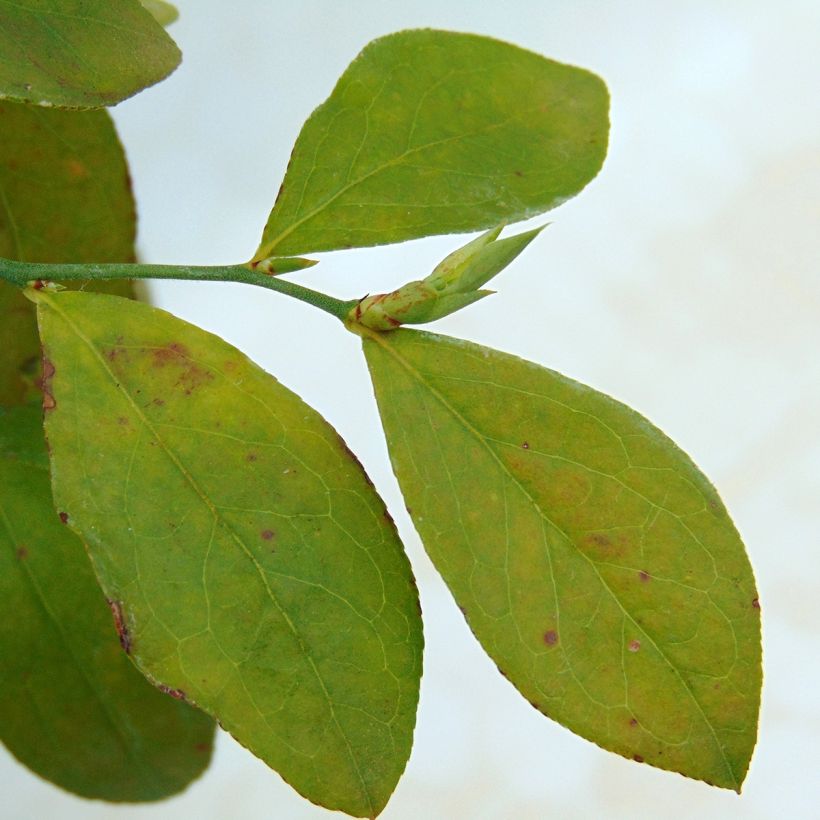 Vaccinium x ashei Powder Blue Bio - Mirtillo rosa (Fogliame)