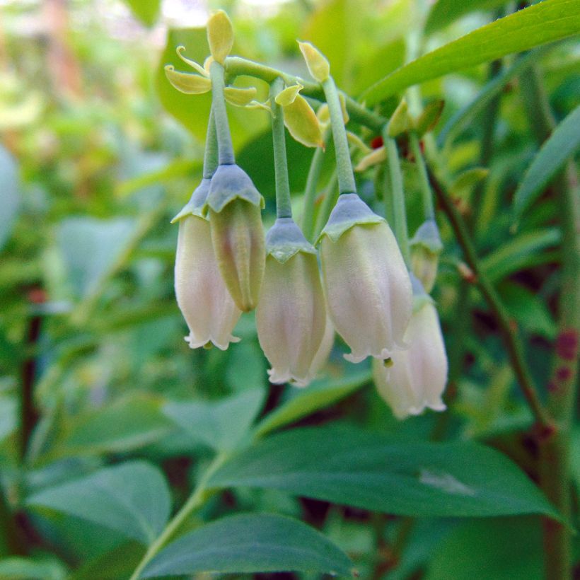 Vaccinium x ashei Powder Blue - Mirtillo rosa (Fioritura)