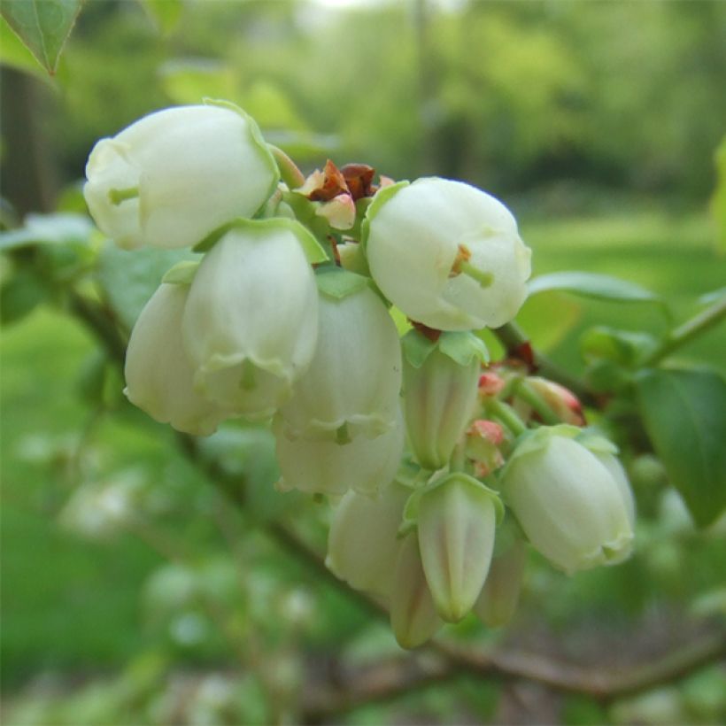 Mirtillo gigante americano - Reka (Fioritura)