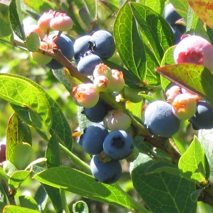 Mirtillo gigante americano - Reka Bio (Raccolta)