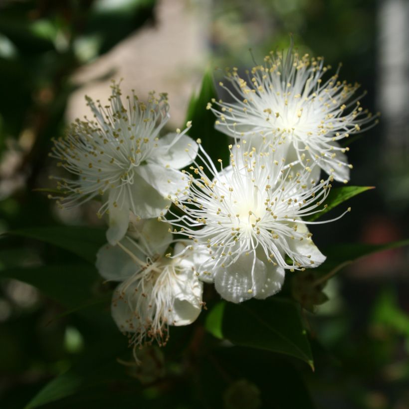 Myrtus communis - Mirto (Fioritura)