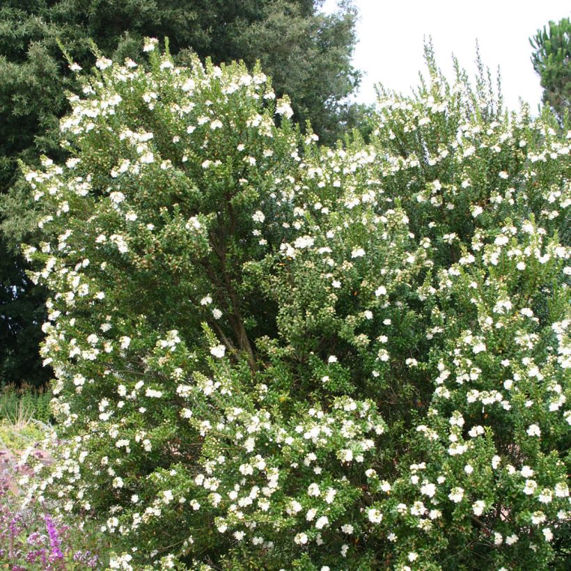 Myrtus communis - Mirto (Porto)