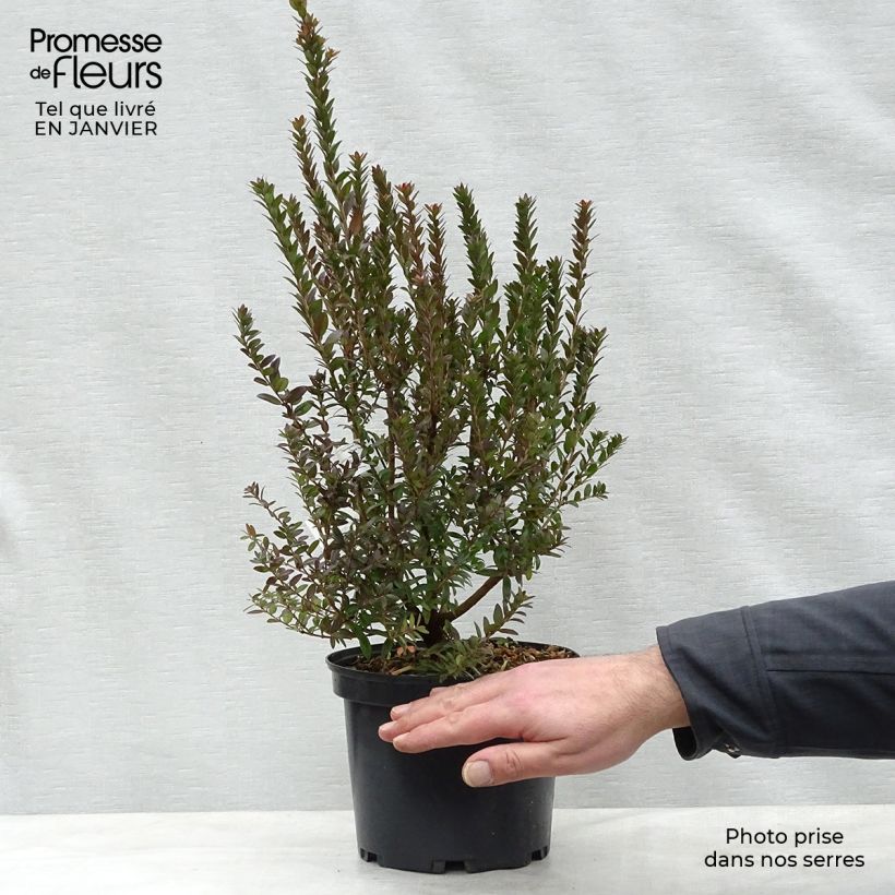 Myrtus communis Tarentina - Myrte commun  Pot de 2L/3L esemplare consegnato in inverno