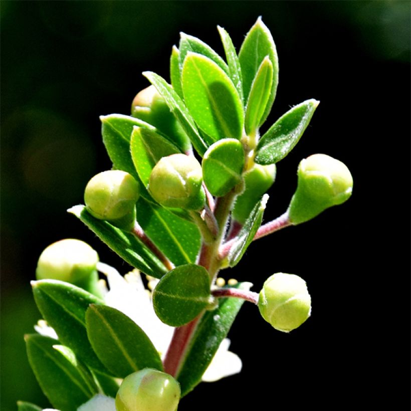 Myrtus communis subsp.tarentina - Mirto tarantino (Fogliame)