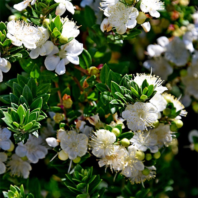 Myrtus communis subsp.tarentina - Mirto tarantino (Fioritura)