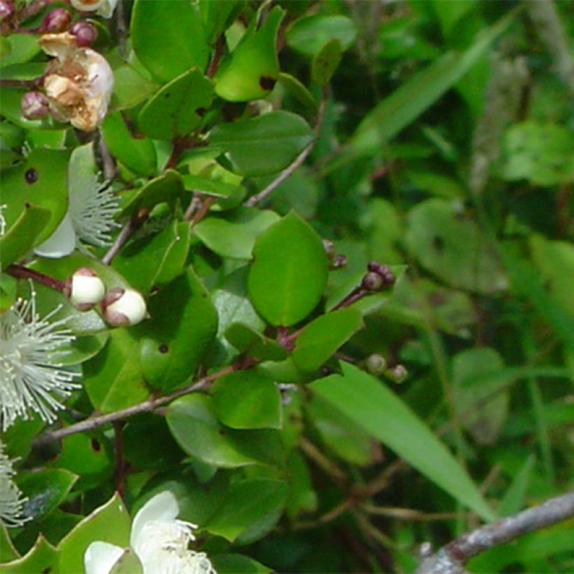 Myrtus luma (Fogliame)