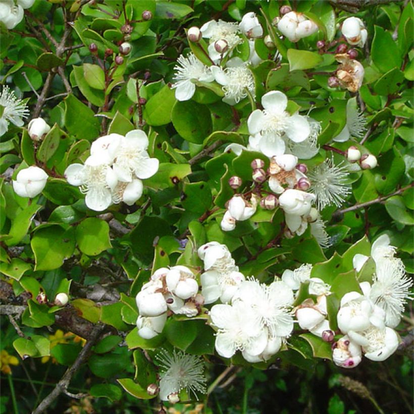 Myrtus luma (Fioritura)