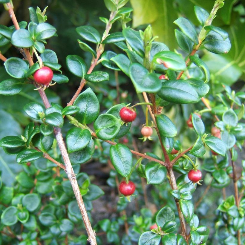 Myrtus ugni - Ugni molinae (Fogliame)