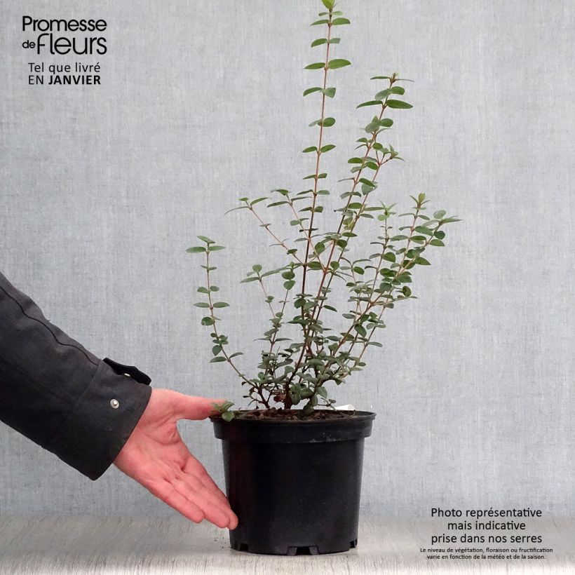 Myrtus ugni Pot de 3L esemplare consegnato in inverno