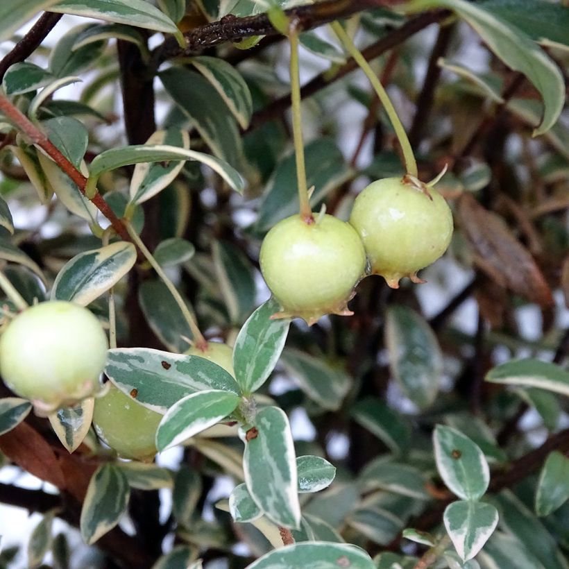 Myrtus ugni Flambeau (Raccolta)