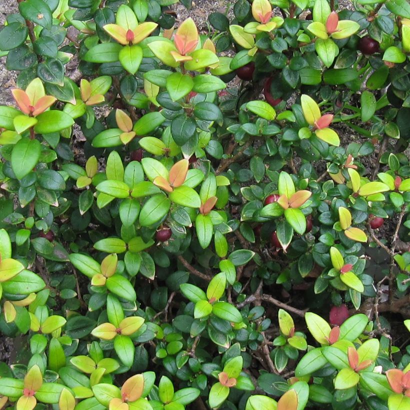 Myrtus ugni Butterball (Fogliame)