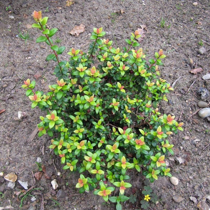 Myrtus ugni Butterball (Porto)